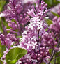  Zwergflieder Meyers Palibin 60-80cm - Syringa Meyeri