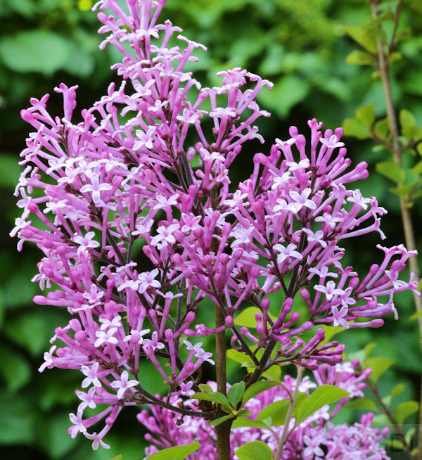  Hochstamm Edelflieder Red Pix 100-125cm - Syringa Meyeri