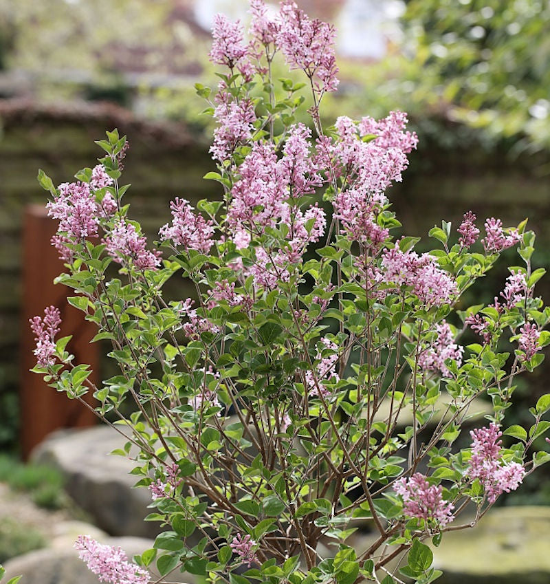  Hochstamm Zwerg Duftflieder Josee 80-100cm - Syringa Meyeri