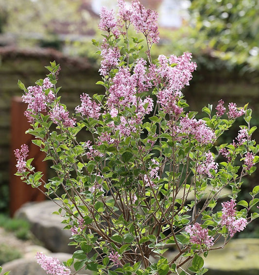  Hochstamm Zwerg Duftflieder Josee 80-100cm - Syringa Meyeri