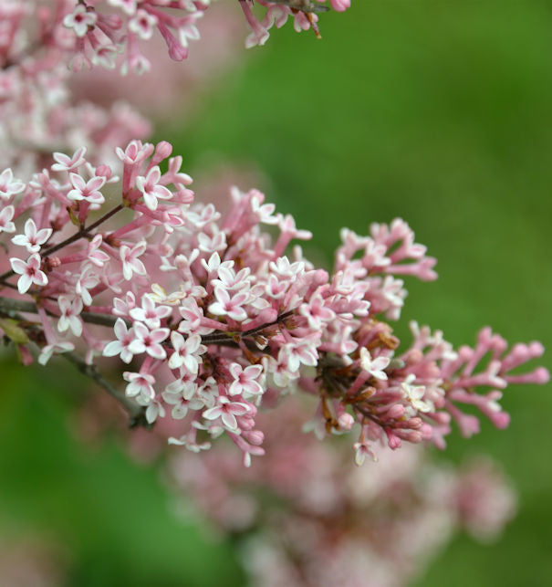  Herbst Flieder 100-125cm - Syringa Microphylla