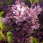  Spanischer Flieder Miss Kim 30-40cm - Syringa Patula