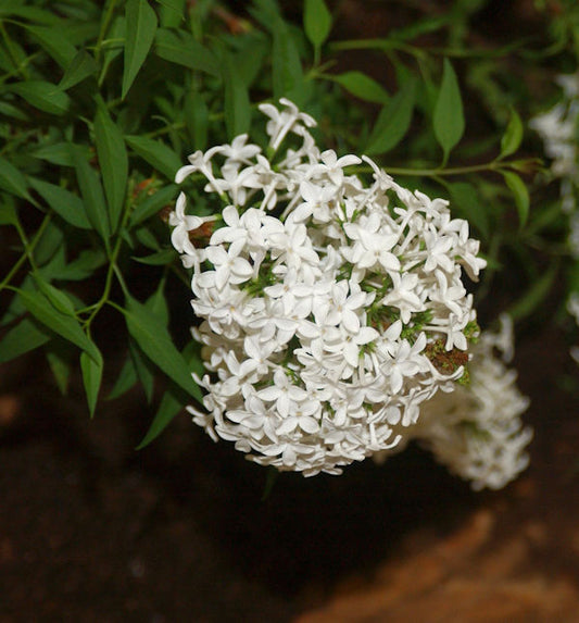  Hochstamm Weißer Persische Flieder 60-80cm - Syringa Persica Alba