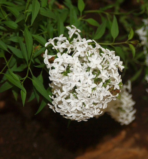  Weißer Persische Flieder 30-40cm - Syringa Persica