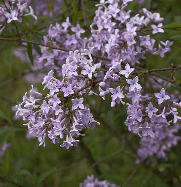  Persische Flieder 40-60cm - Syringa Persica