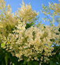  Japanischer Flieder City Of Toronto 80-100cm - Syringa Reticulata