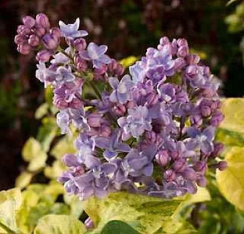  Edelflieder Aucubaefolia - Kircher-Collection 40-60cm - Syringa Vulgaris