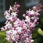  Edelflieder Flamingo - Kircher-Collection 40-60cm - Syringa Vulgaris