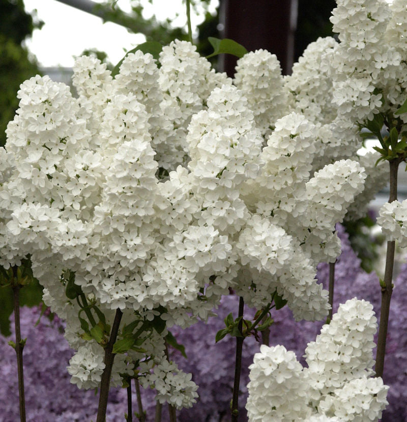  Edelflieder Florent Stepman 30-40cm - Syringa Vulgaris