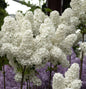  Edelflieder Florent Stepman 30-40cm - Syringa Vulgaris