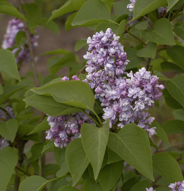  Edelflieder Katharine Havemeyer 125-150cm - Syringa Vulgaris