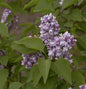  Edelflieder Katharine Havemeyer 30-40cm - Syringa Vulgaris