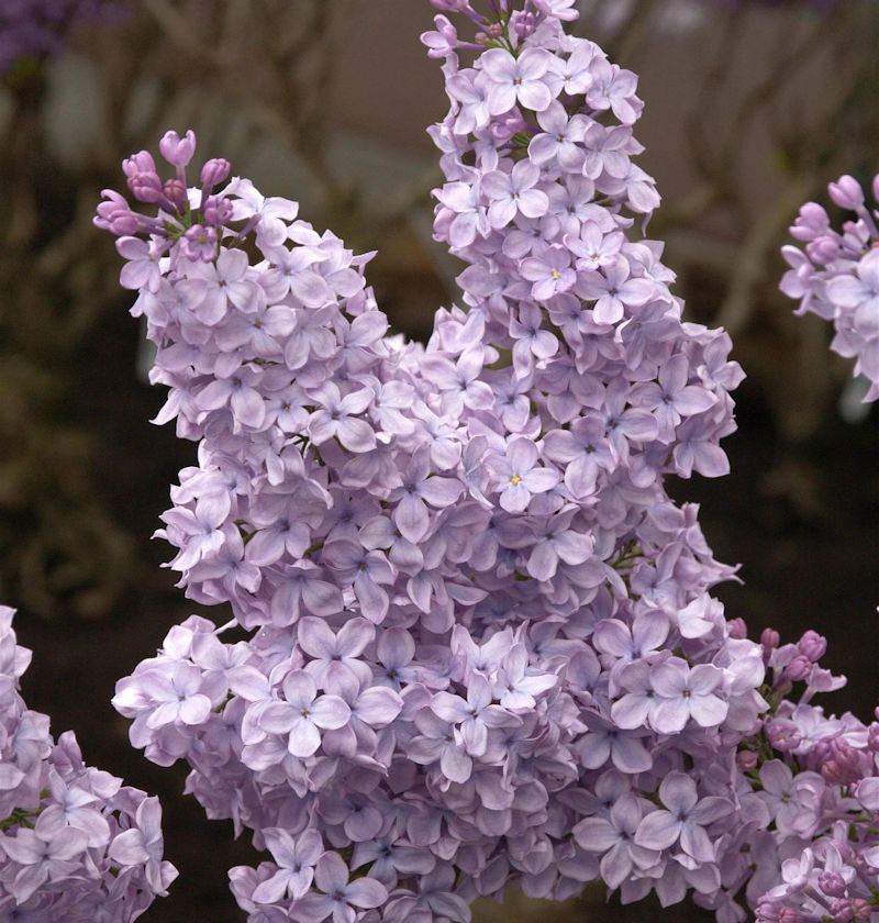  Hochstamm Edelflieder Michael Buchner 60-80cm - Syringa Vulgaris