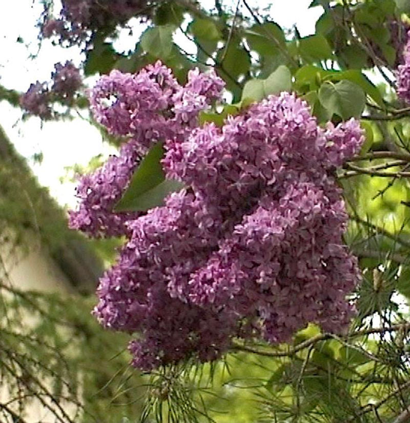  Edelflieder Mrs Eward Harding 60-80cm - Syringa Vulgaris