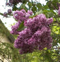  Edelflieder Mrs Eward Harding 60-80cm - Syringa Vulgaris