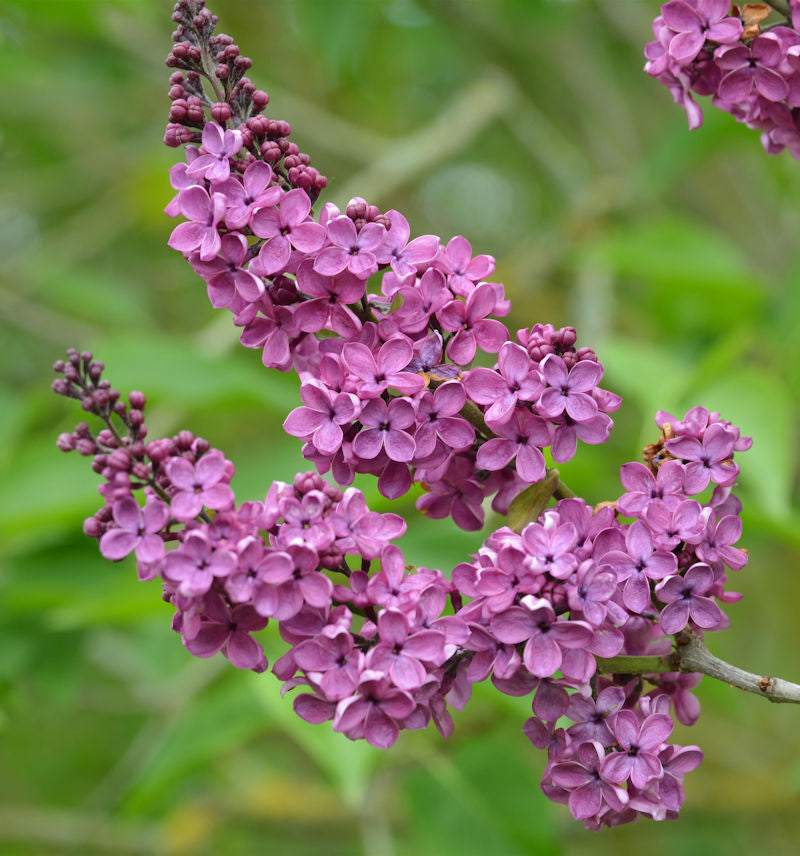  Edelflieder Andenken An Ludwig Späth 100-125cm - Syringa Vulgaris