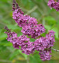  Edelflieder Andenken An Ludwig Späth 100-125cm - Syringa Vulgaris