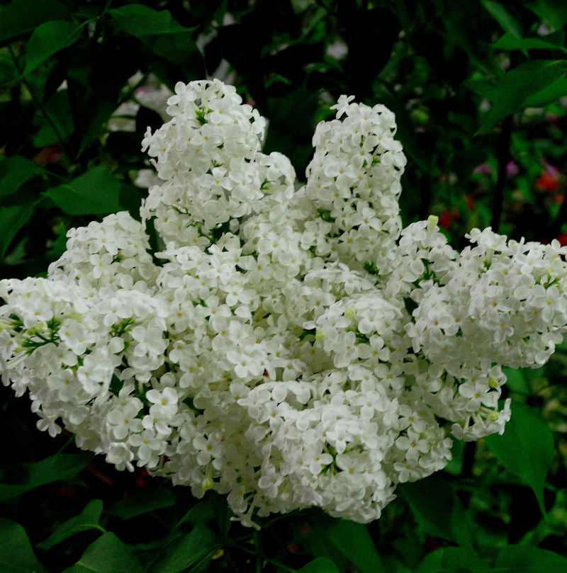  Edelflieder Schneekönigin - Kircher-Collection 30-40cm - Syringa Vulgaris
