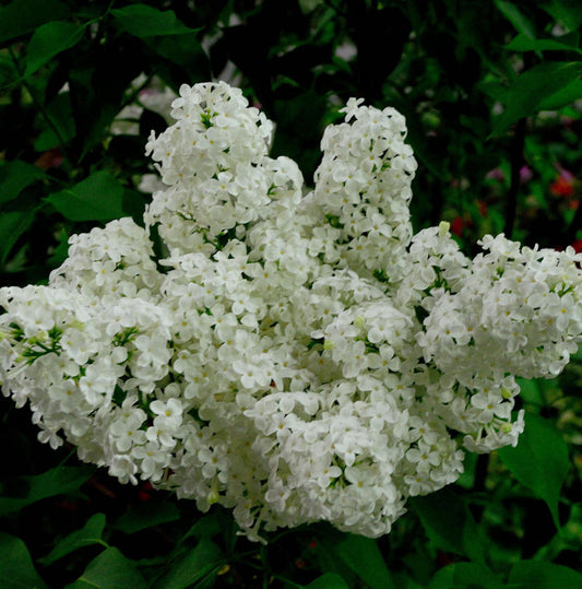  Edelflieder Schneekönigin - Kircher-Collection 30-40cm - Syringa Vulgaris