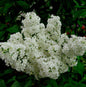  Edelflieder Schneekönigin - Kircher-Collection 30-40cm - Syringa Vulgaris
