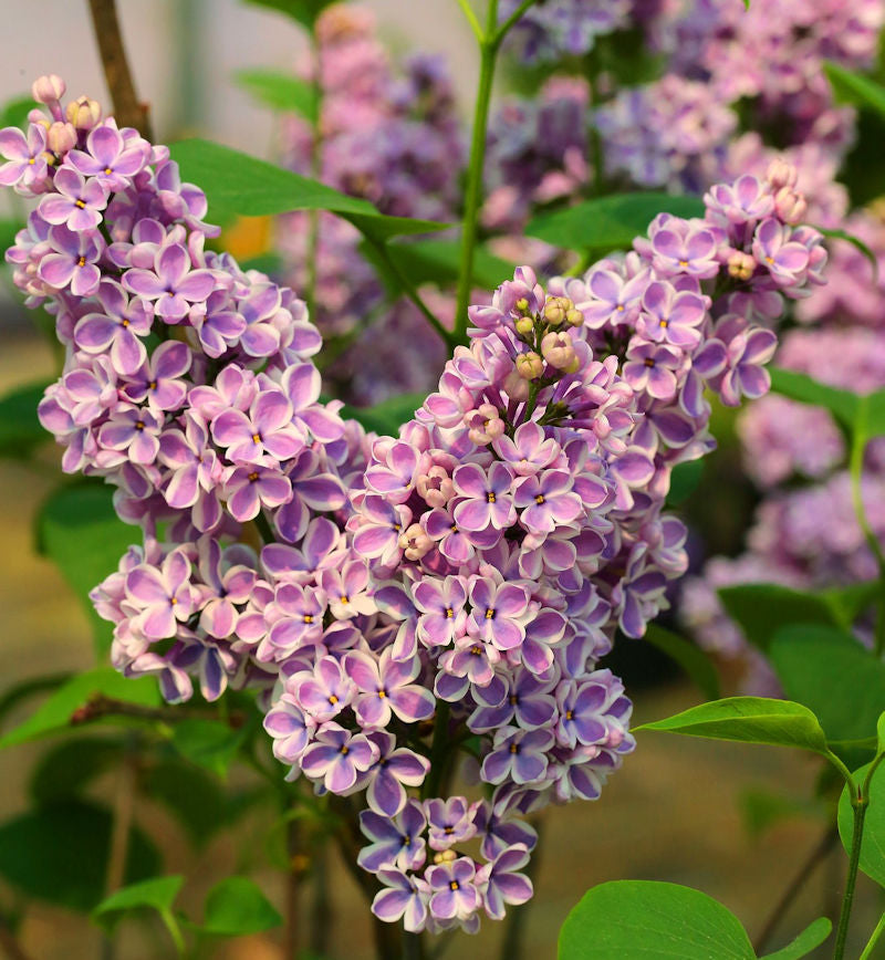  Hochstamm Edelflieder Sensation 100-125cm - Syringa Vulgaris