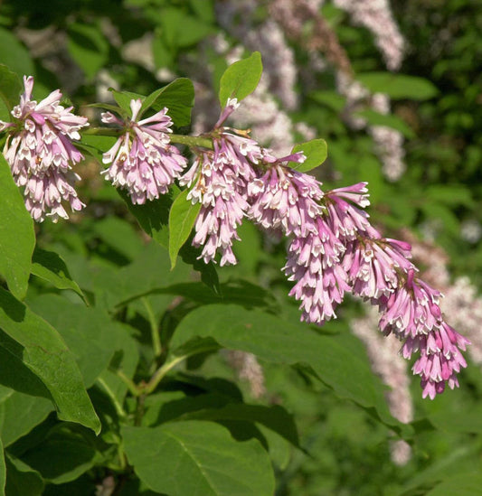  Bogenflieder 40-60cm - Syringa Reflexa