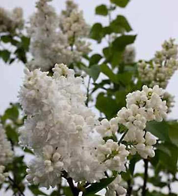  Edelflieder Souvenir Alice Harding - Kircher-Collection 30-40cm - Syringa Vulgaris