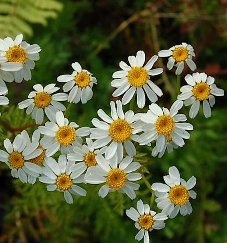  Strauß Margerite - Tanacetum Corymbosum