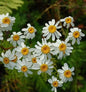  Strauß Margerite - Tanacetum Corymbosum