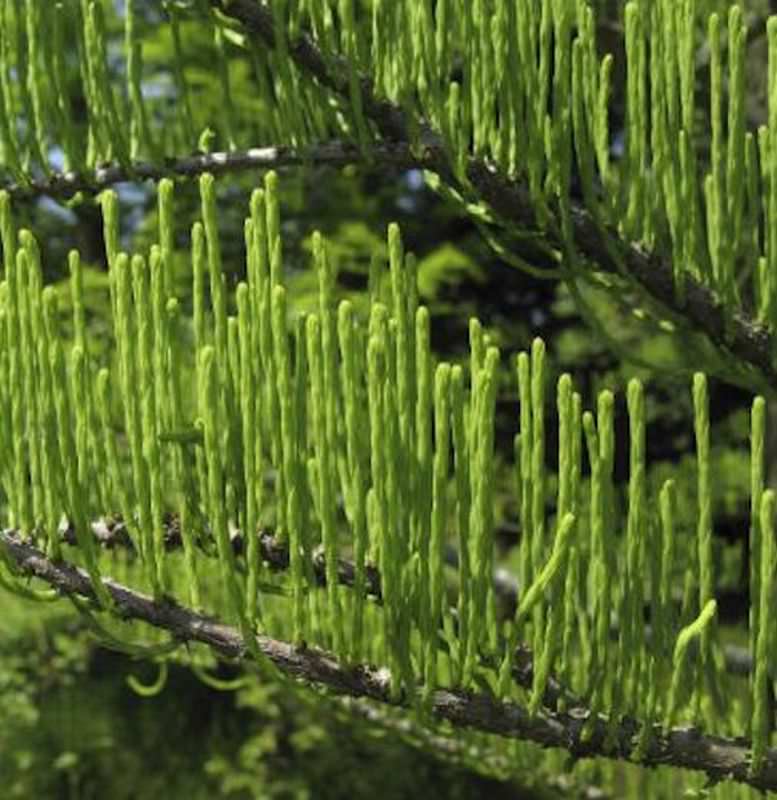  Aufsteigende Sumpfzypresse 100-125cm - Taxodium Distichum