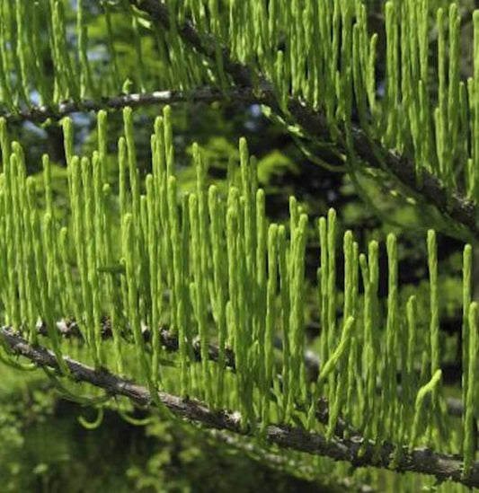  Hochstamm Aufsteigende Sumpfzypresse 40-60cm - Taxodium Distichum