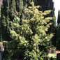  Goldgrüne Adlerschwingeneibe 80-100cm - Taxus Baccata