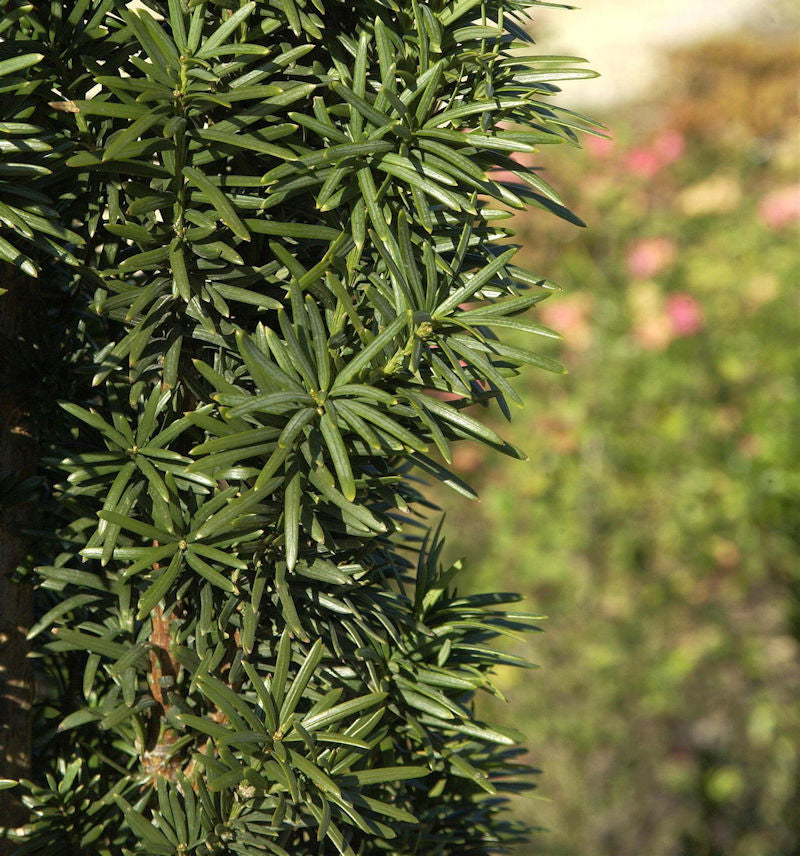  Säuleneibe 50-60cm - Taxus Baccata Fastigiata Robusta