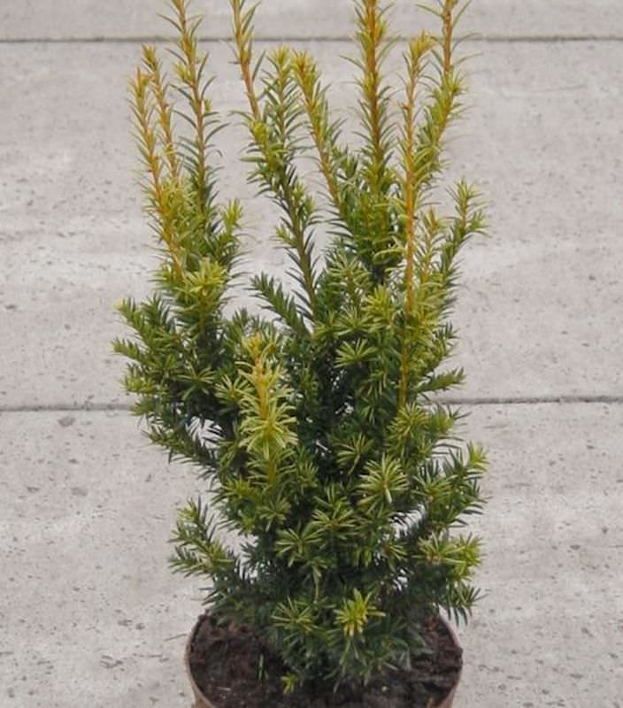 Aufrechte Goldeibe Golden Crown 40-50cm - Taxus Baccata