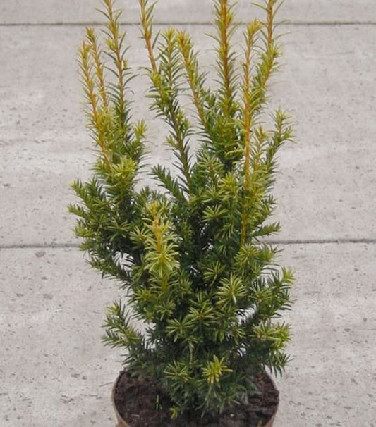 Aufrechte Goldeibe Golden Crown 40-50cm - Taxus Baccata