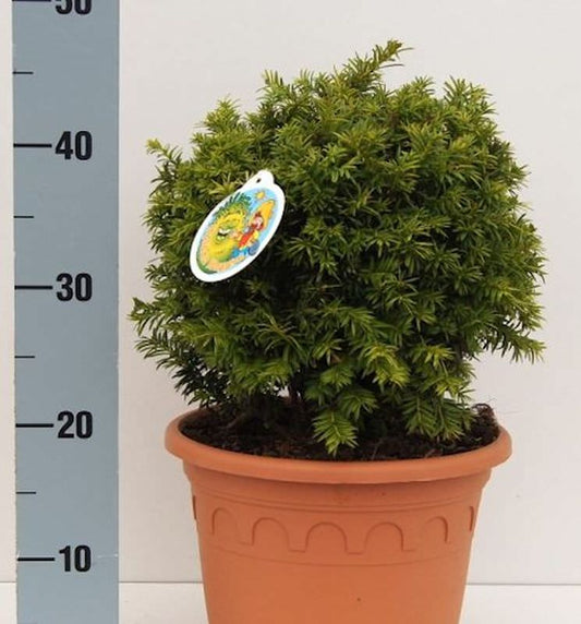  Kugelschnitt Goldeibe Golden Nugget 25-30cm - Taxus Baccata