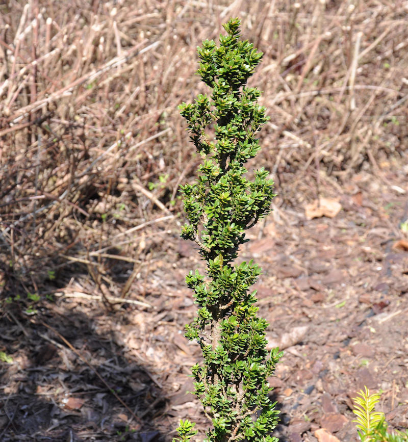  Eibe Green Column 30-40cm - Taxus Baccata