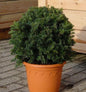  Kugelschnitt Dunkle Straucheibe Schwarzgrün 20-25cm - Taxus Baccata