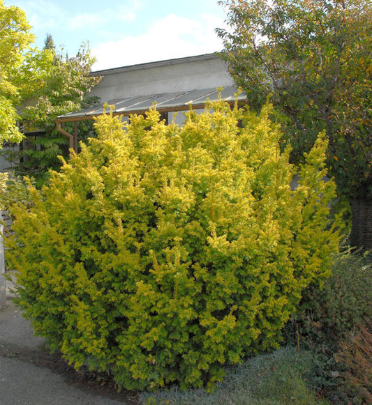  Goldene Straucheibe 30-40cm - Taxus Baccata Semperaurea