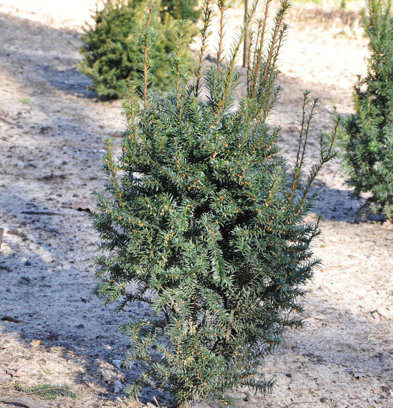  Eibe Typ Enno Hinrichs 25-30cm - Taxus Baccata