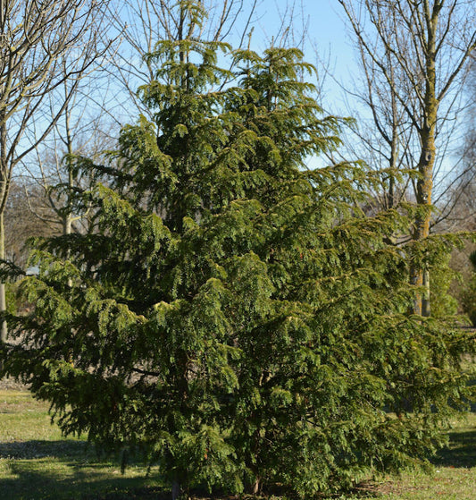  Grüne Adlerschwingeneibe 70-80cm - Taxus Baccata Dovastoniana