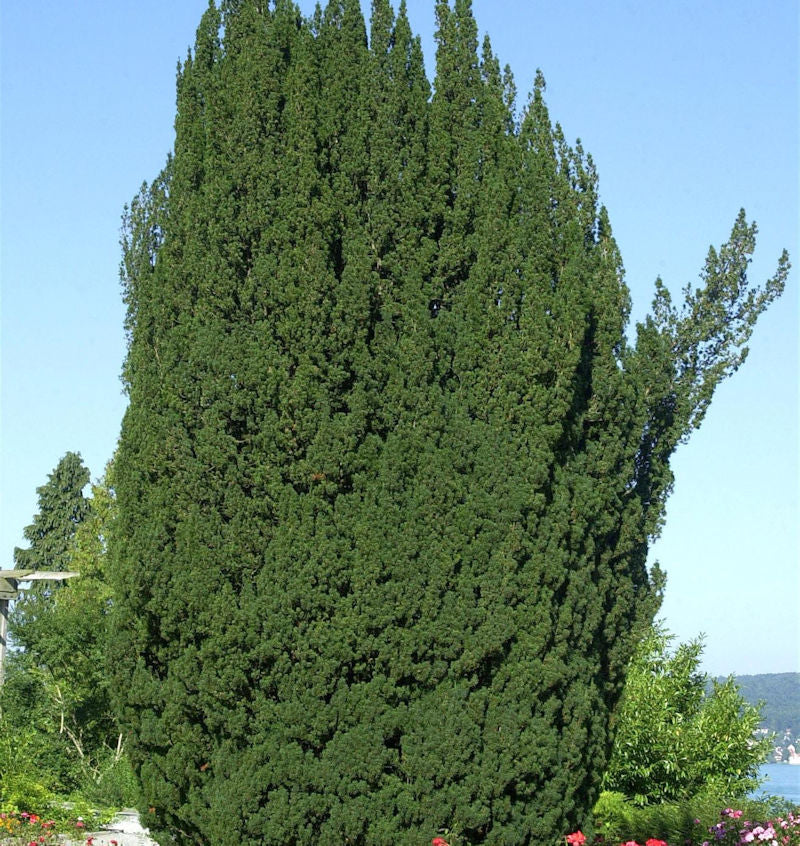  Grüne Säuleneibe 20-25cm - Taxus Baccata Fastigiata