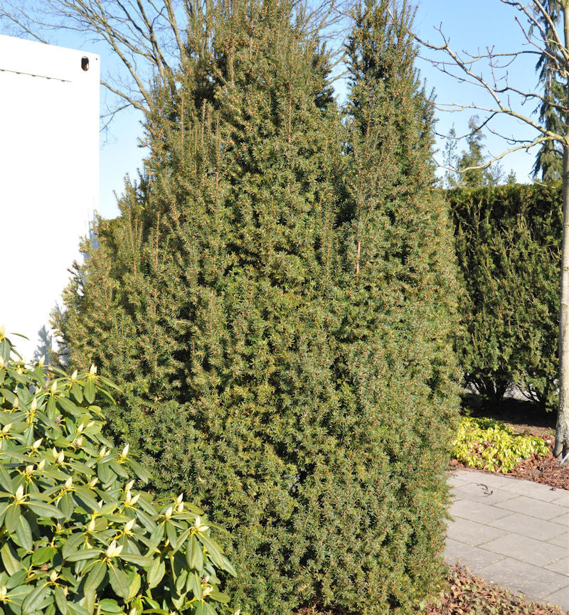  Kegel Eibe 70-80cm - Taxus Baccata