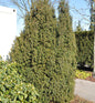  Kegel Eibe 70-80cm - Taxus Baccata
