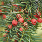  Heimische Eibe Gewöhnliche Eibe 50-60cm - Taxus Baccata