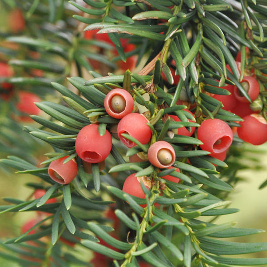  Heimische Eibe Gewöhnliche Eibe 80-100cm - Taxus Baccata