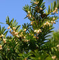  Nesteibe Nidiformis 30-40cm - Taxus Media