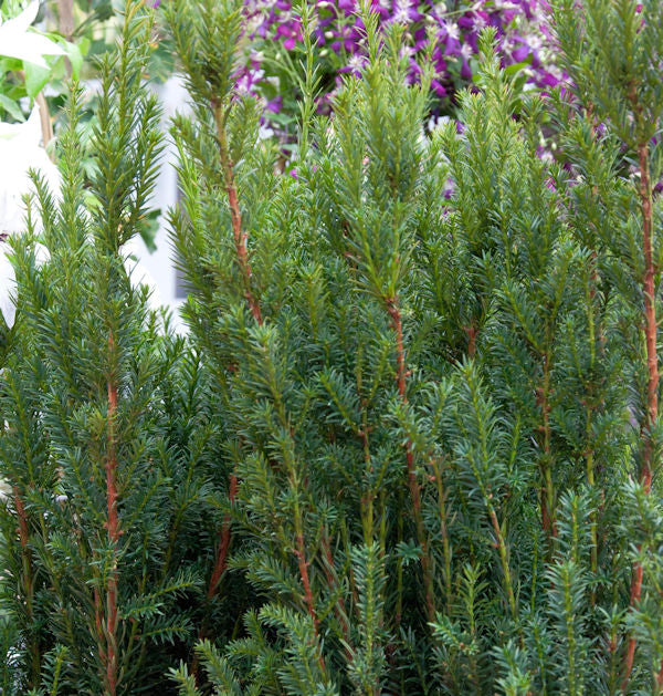  Becher Eibe Rising Star 30-40cm - Taxus Media