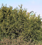  Eibe Hillii 25-30cm - Taxus Media