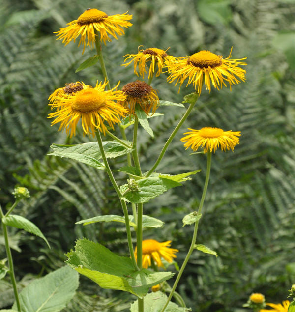  Großblumige Scheinaster - Telekia Speciosa